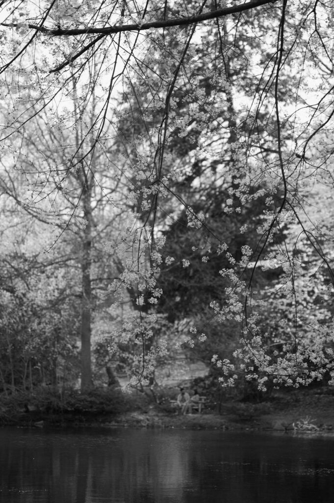 laurelwood arboretum engagement photos
